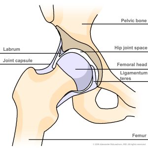 illustration of hip bone with various parts labeled including joint capsule