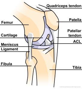knee anatomy e1475695242121 273x300 1