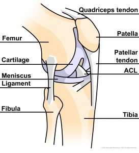 illustration of knee bone with different parts labeled including femur and patella